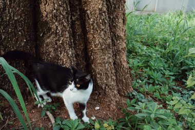 Bahçedeki siyah beyaz kedi hayvanlarının güzelliği