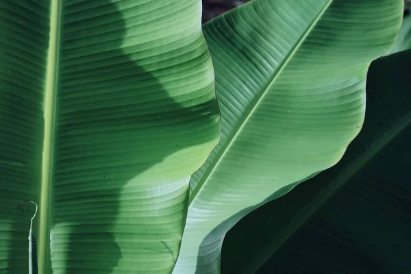 Gyönyörű Zöld Banán Trópusi Levelek Növényi Háttér Vagy Textúra — Stock Fotó