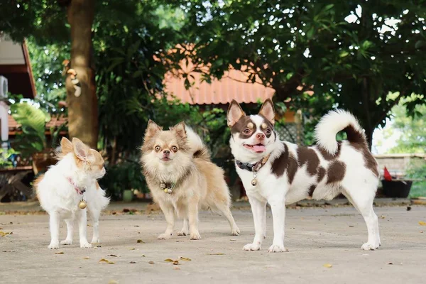 Χαριτωμένο Των Λευκών Και Καφέ Chihuahua Κατοικίδιο Ζώο Σκυλί — Φωτογραφία Αρχείου