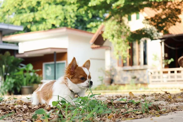 Bonito Animal Estimação Cão Chihuahua Branco Marrom — Fotografia de Stock