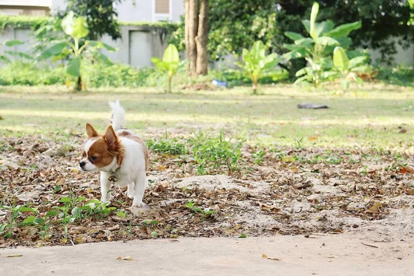 Cute Biały Brązowy Pies Chihuahua Zwierzę Domowe — Zdjęcie stockowe