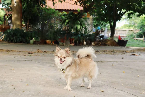 Niedlich Von Weißen Und Braunen Chihuahua Hund Haustier — Stockfoto