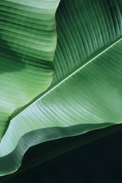 Vacker Grön Banan Tropiska Blad Växt Bakgrund Eller Konsistens — Stockfoto