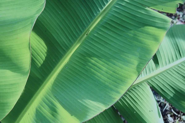 Belle Feuilles Tropicales Banane Verte Fond Plante Texture — Photo