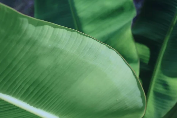 美丽的绿色香蕉叶植物背景或质感 — 图库照片