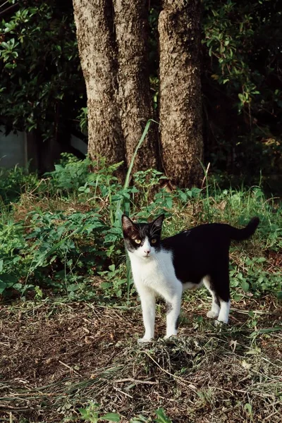 庭の黒と白の猫の動物の美しい — ストック写真