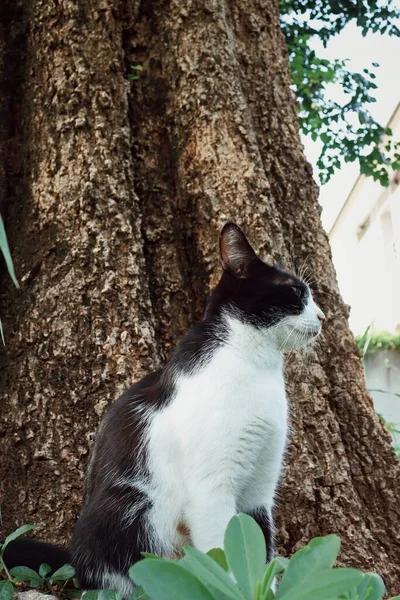 Bella Animale Gatto Bianco Nero Giardino — Foto Stock