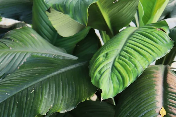 Mooi Van Groene Tropische Bladeren Plant Achtergrond Textuur — Stockfoto