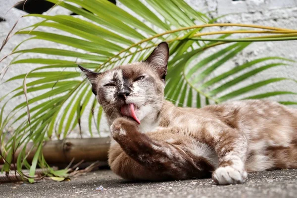 Hermosa Gato Gris Animal Jugando Sobre Fondo Gris —  Fotos de Stock