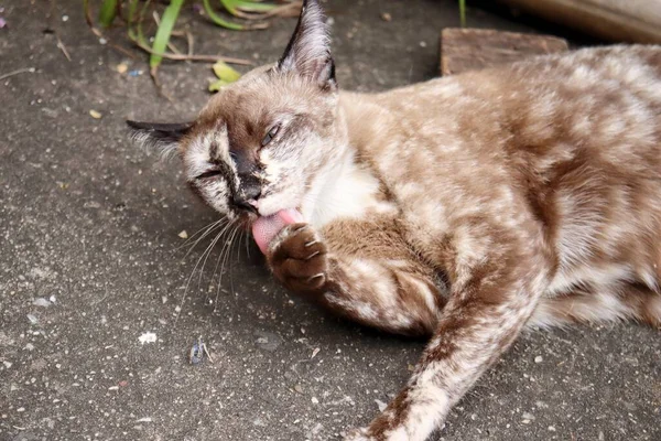 Hermosa Gato Gris Animal Jugando Sobre Fondo Gris —  Fotos de Stock