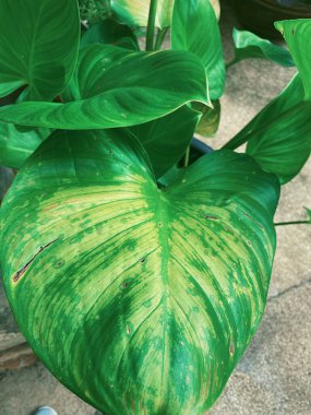 Yeşil tropikal yaprakların güzelliği bitki arka planı veya dokusu