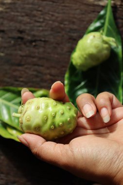 Close up of noni tropical fruit and on wood background