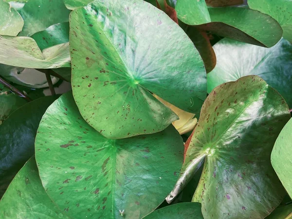 Beautiful Green Tropical Leaves Plant Background Texture — Stock Photo, Image