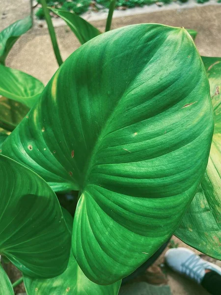 Beautiful Green Tropical Leaves Plant Background Texture — Stock Photo, Image