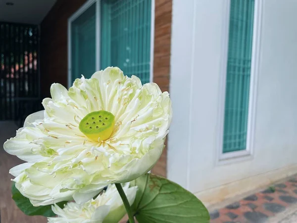 Beautiful White Lotus Flowers Tropical Green Leaves — Fotografia de Stock