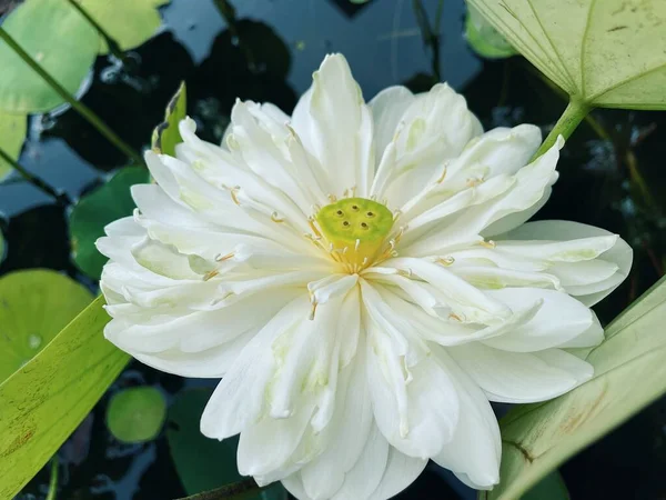 Beautiful White Lotus Flowers Tropical Green Leaves — Φωτογραφία Αρχείου