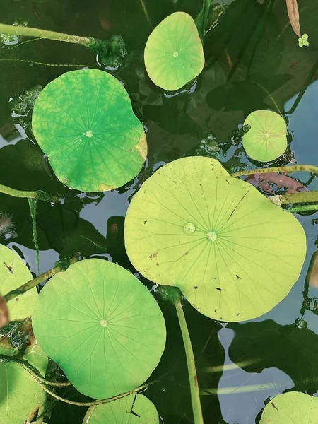 Beautiful Green Lotus Tropical Leaves Plant Water Drop Background Texture — Fotografia de Stock