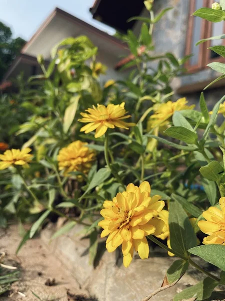 Schön Von Gelben Frühlingsblumen Und Grünen Blättern Garten — Stockfoto