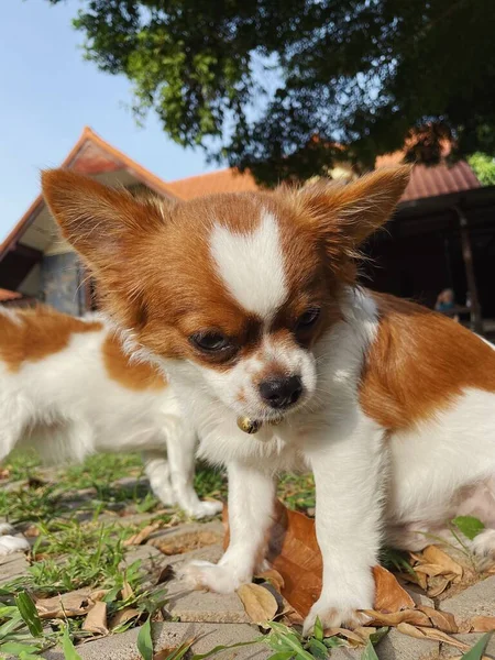 Söt Vita Och Bruna Chihuahua Hund Sällskapsdjur — Stockfoto