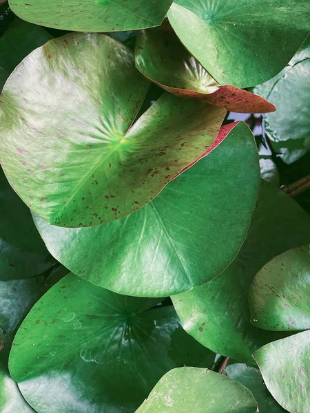 Beautiful Green Lotus Tropical Leaves Plant Background Texture — Stock Photo, Image