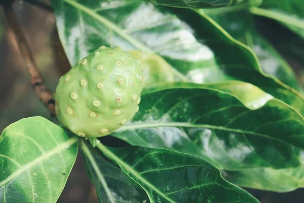 Close Noni Tropical Fruit Leaves Tree — Stockfoto