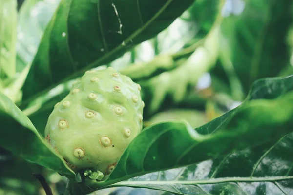 Close Noni Tropical Fruit Leaves Tree — Stockfoto