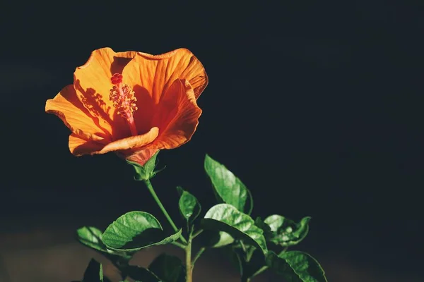 Prachtig Van Hibiscus Oranje Tropische Bloemen Groene Bladeren — Stockfoto