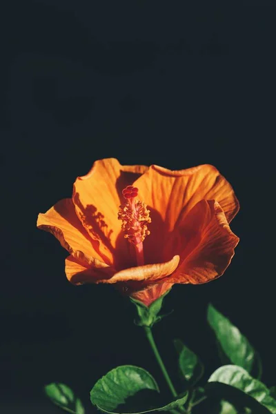 Krásné Ibišku Oranžové Tropické Květiny Zelené Listy — Stock fotografie