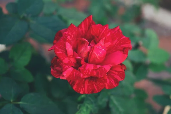緑の葉を持つ春の赤いバラの花の美しい — ストック写真