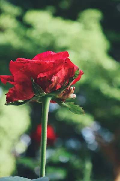 Mooi Van Lente Rode Roos Bloem Met Groene Bladeren — Stockfoto