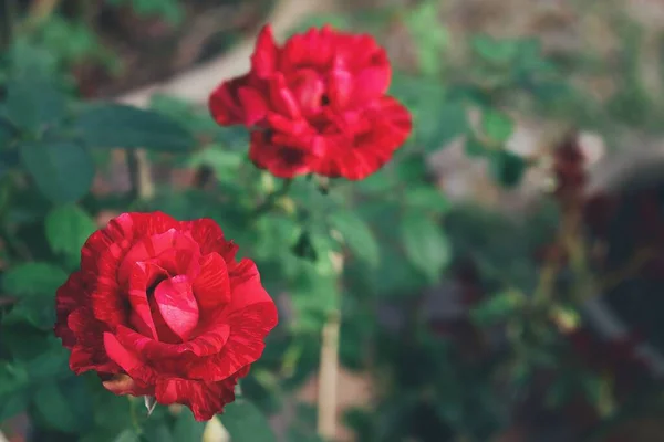 緑の葉を持つ春の赤いバラの花の美しい — ストック写真