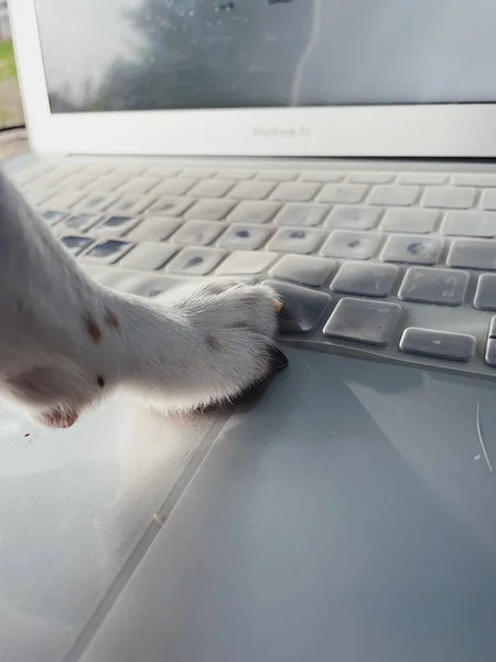 Cute Leg White Chihuahua Dog Playing Computer Notebook — Stock Fotó