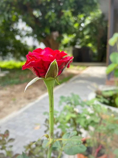 緑の葉を持つ春の赤いバラの花の美しい — ストック写真