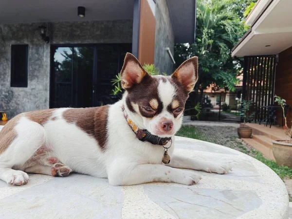 Schattig Van Witte Bruine Chihuahua Hond Huisdier — Stockfoto