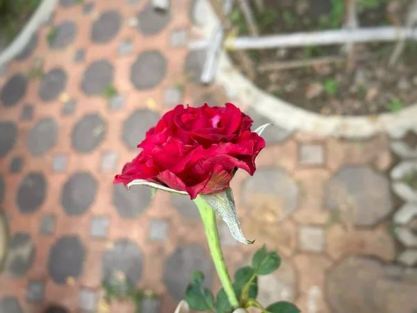 Yeşil Yapraklı Kırmızı Gül Çiçeğinin Güzelliği — Stok fotoğraf