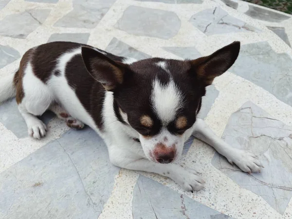 Lindo Animal Doméstico Perro Chihuahua Blanco Marrón — Foto de Stock