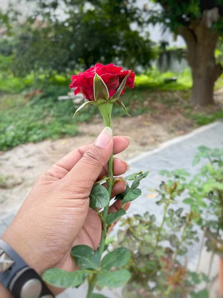 Beautiful Spring Red Rose Flower Green Leaves Hand — Zdjęcie stockowe