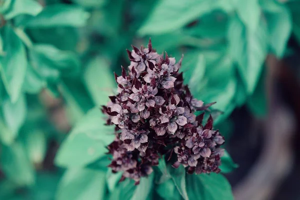 Close Green Basil Leaves Herbal Spice Plant — ストック写真