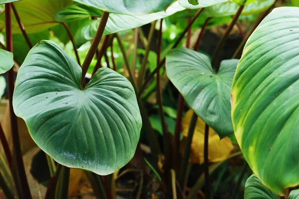 Beautiful Green Tropical Leaves Plant Background Texture — Stock Photo, Image