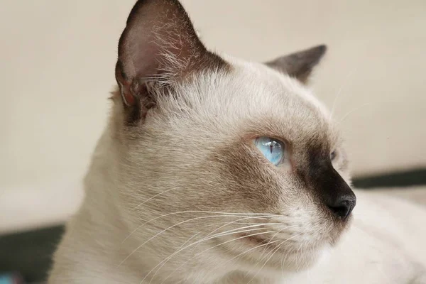 Close Cute Beautiful Thai White Cat Animal — Fotografia de Stock