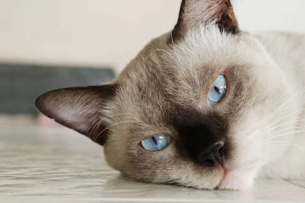 Close Cute Beautiful Thai White Cat Animal — Stok fotoğraf