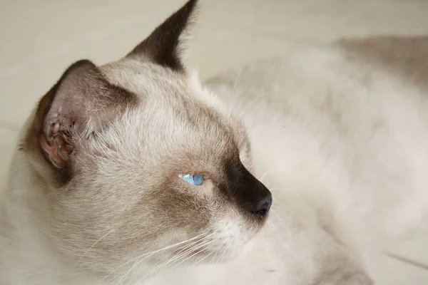 Закрыть Симпатичное Красивое Тайское Животное Белой Кошки — стоковое фото