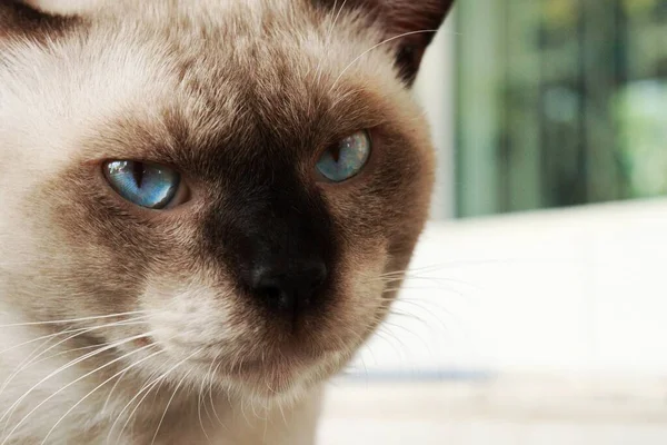 Close Cute Beautiful Thai White Cat Animal — Fotografia de Stock