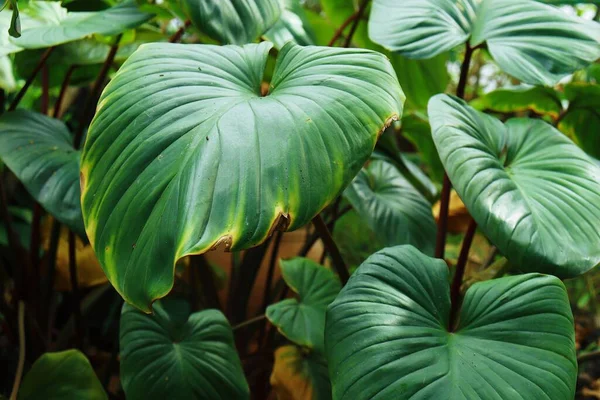 Beautiful Green Tropical Leaves Plant Background Texture — Stock Photo, Image