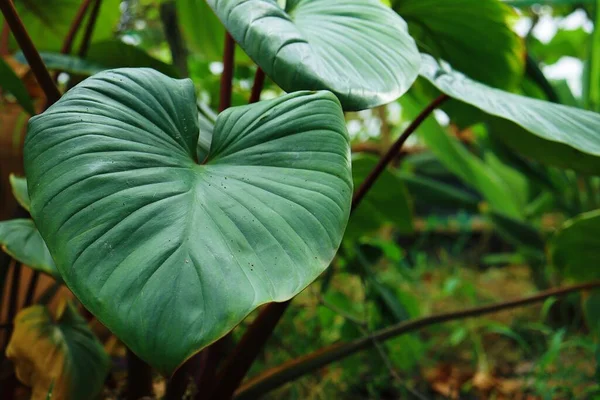 Beautiful Green Tropical Leaves Plant Background Texture — Stock Photo, Image