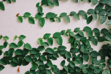 Yeşil yapraklar sarmaşık bitkilerinin arka planı veya dokusu