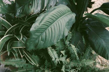 Yeşil tropikal yaprakların güzelliği bitki arka planı veya dokusu