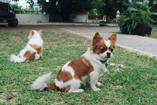 Söt Vit Chihuahua Hund Sällskapsdjur Trädgården — Stockfoto