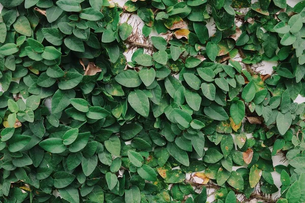 緑の葉ツタ植物枝自然背景や質感 — ストック写真