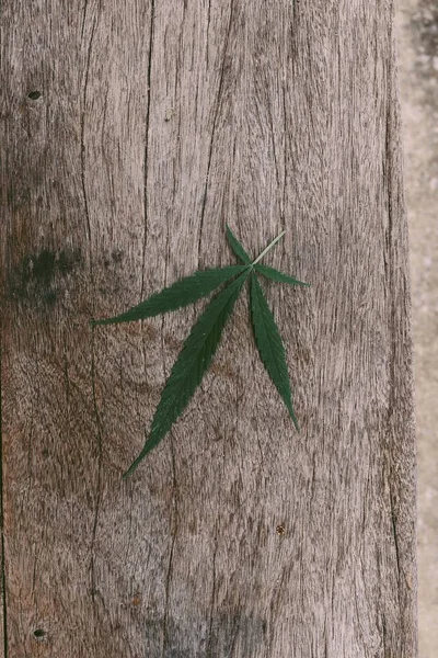 Fresca Pianta Foglie Cannabis Verde Che Cresce Sfondo Tavolo Legno — Foto Stock